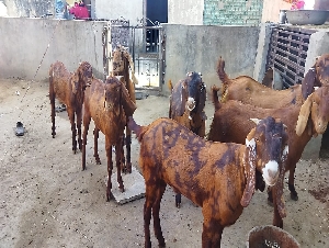 Al-Rifa Cattle Farm