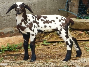 Athimathuram Cattle  Market