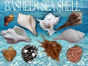 Basheer Sea Shells