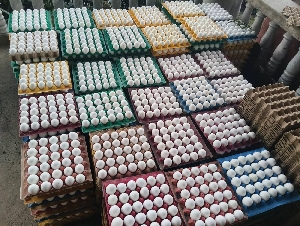 Chellammal Stores & Egg Center