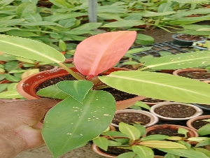Chendur Nursery