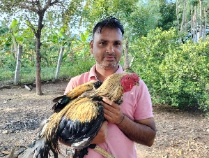 Indian Nattukozhi Farm