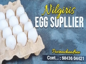 Nilgiris Egg Supllier