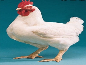 Ibrahim Chicken
