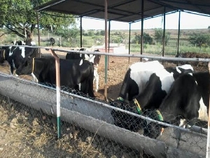 Sanjeev Cow Milk Farm