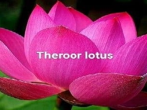 Theroor lotus